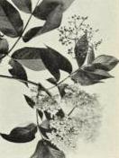 American elder (Sambucus canadensis)