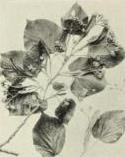 American linden (Tilia americana)