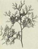 Arborvitae (Thuja occidentalis)