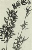 Black willow (Salix nigra)