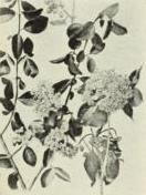 Blackhaw (Viburnum prunifolium)