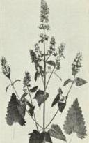 Catnip (Nepeta cataria)