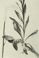 Chamaelirium (Chamaelirium luteum)