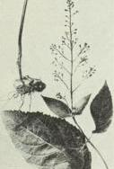 Citronella horsebalm (Collinsonia canadensis)