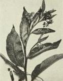 Comfrey (Symphytum officinale)