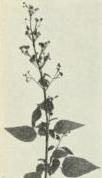 Figwort (Scrophularia marilandica)