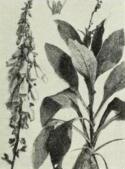 Foxglove (Digitalis purpurea)