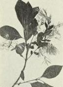 Fringetree (Chionanthus virginica)