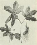 Goldenseal (Hydrastis canadensis)