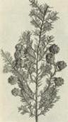 Hemlock (Tsuga canadensis)