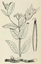 Hemp dogbane (Apocynum cannabinum)