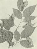 Hophornbeam (Ostrya virginiana)