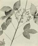 Hoptree (Ptelea trifoliata)