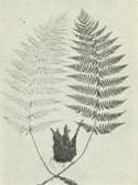 Leather woodfern (Dryopteris marginalis)