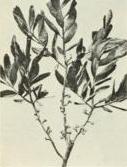 Northern bayberry (Myrica carolinensis)