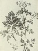 Poison hemlock (Conium maculatum)