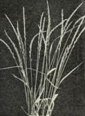 Quack grass (Agropyron repens)