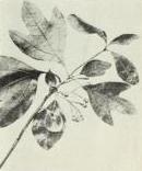 Sassafras (Sassafras variifolium)