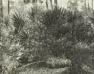 Saw palmetto (Serenoa serrulata)