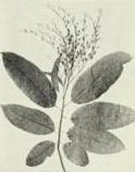 Sourwood (Oxydendrum arboreum)