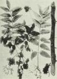 Southern prickly-ash (Zanthoxylum clava-herculis)