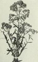 Sweet cudweed (Gnaphalium obtusifolium)