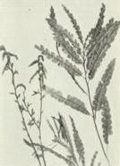 Sweetfern (Comptonia peregrina)