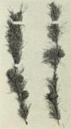 Tamarack (Larix laricina)