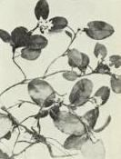 Trailing-arbutus (Epigaea repens)