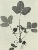 Virginia strawberry (Fragaria virginiana)