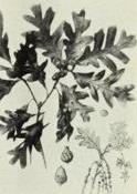 White oak (Quercus alba)