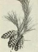 White pine (Pinus strobus)