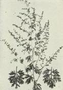 Wormwood (Artemisia absinthium)